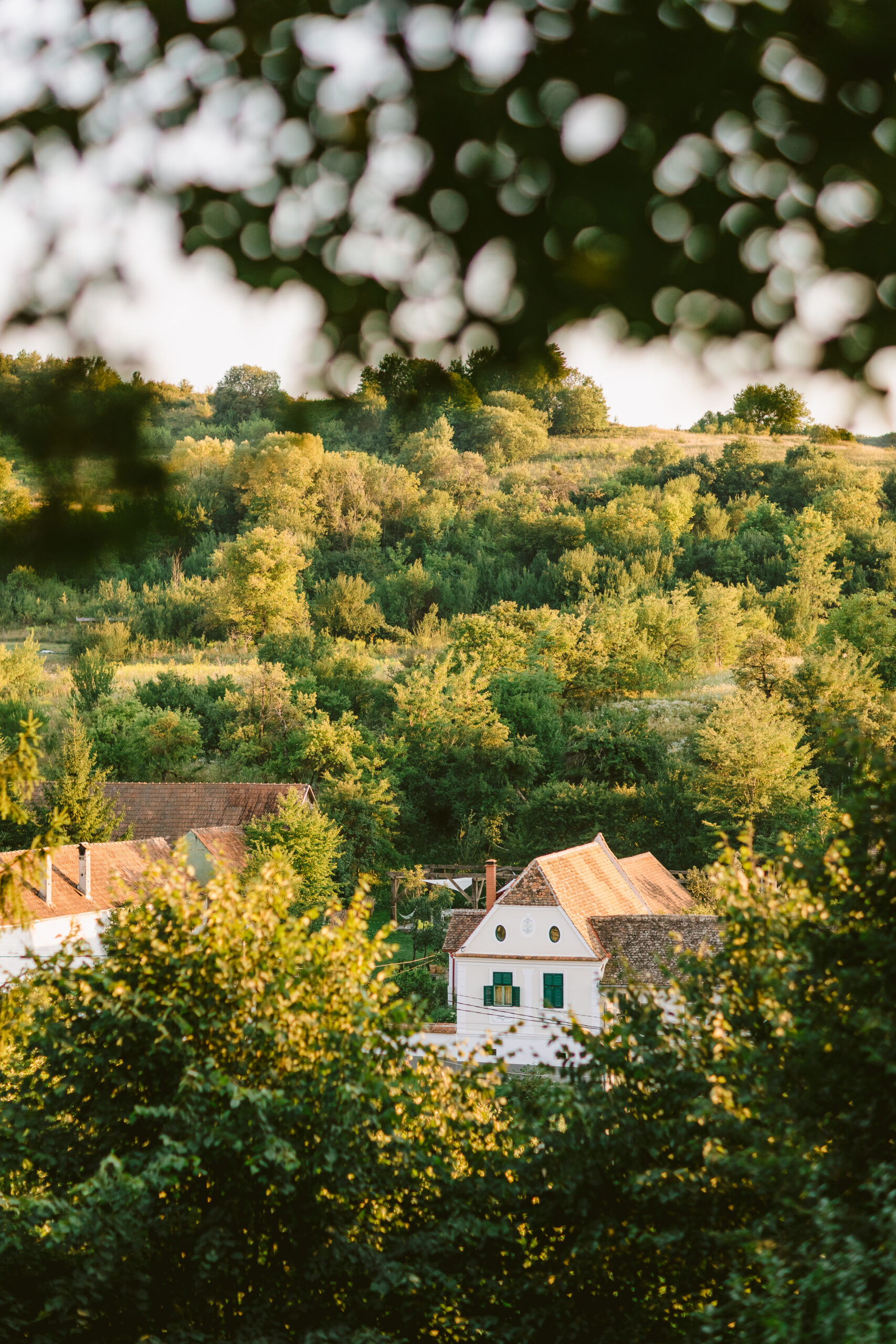 Cina Alma Vii 0088 Scaled