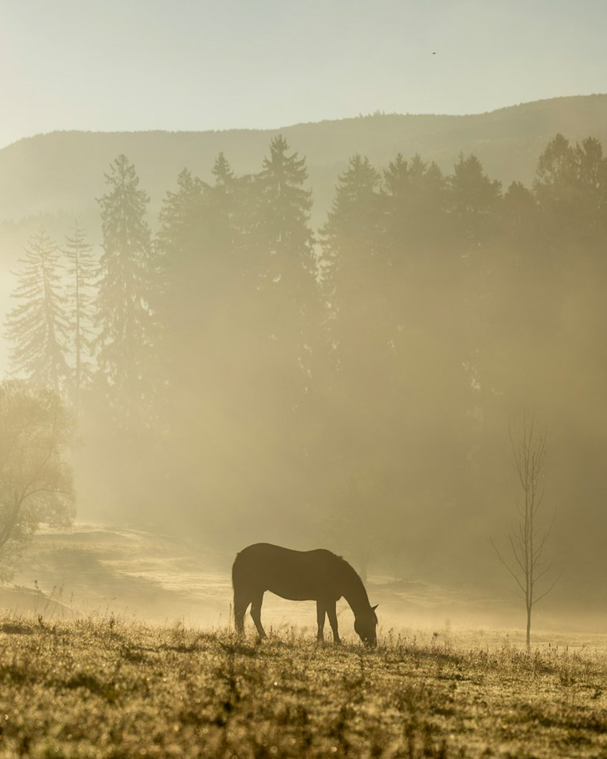 Horse in the mist at Zabola Estate