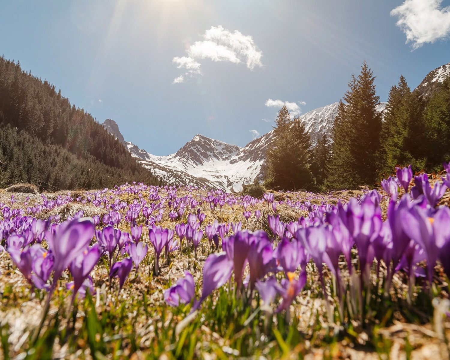 Crocus flowers in the Carpathian Mountains