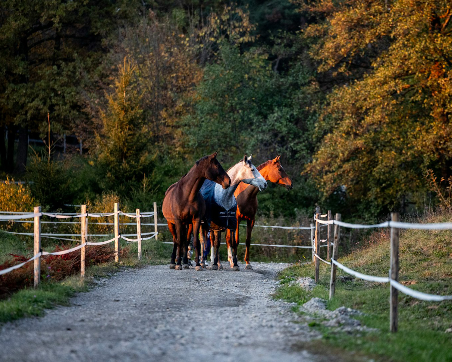 Horse riding in the Transylvanian countryside