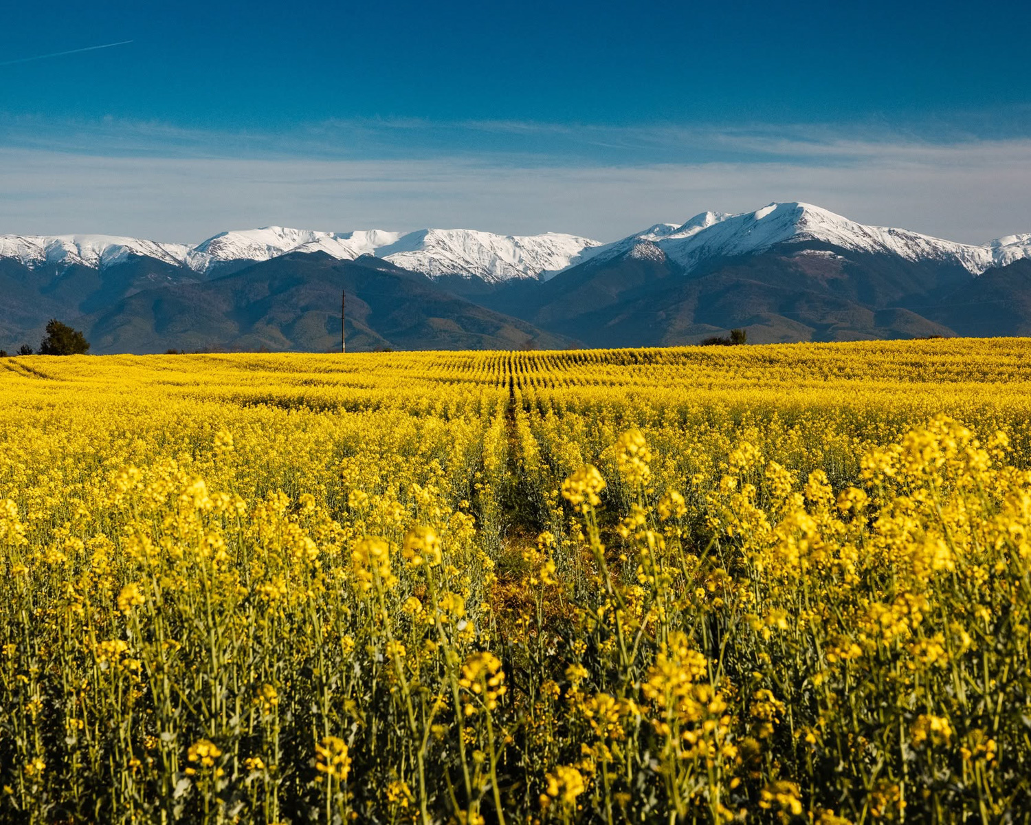 Wildflower meadow with the Carpathian Mountains in the distance