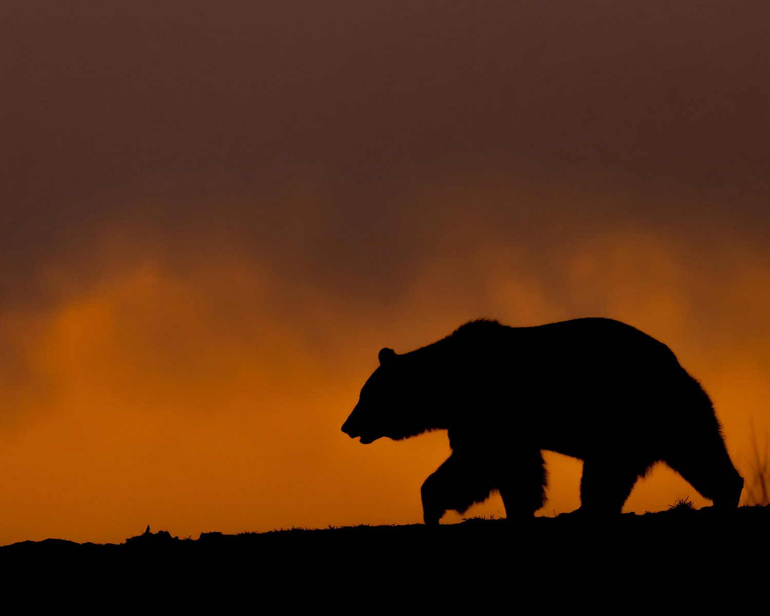 Brown bear at sunset in Transylvani